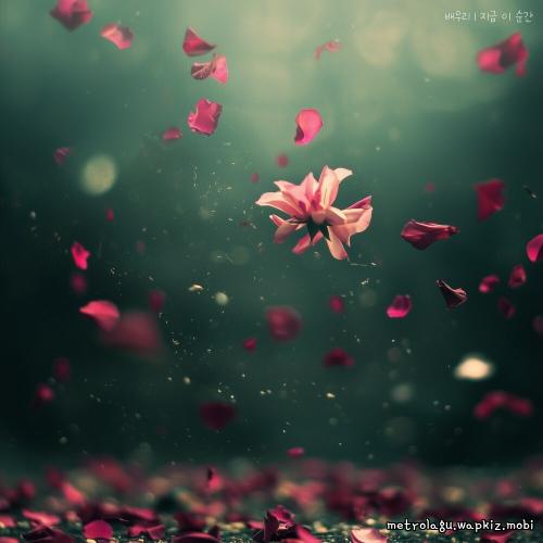 Bae Woori - 지금 이 순간 (At This Moment) cover art on Wallkpop