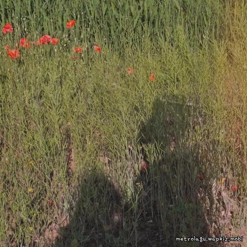 Bok Dajin - 공원 산책 (A Park Stroll) cover art on Wallkpop