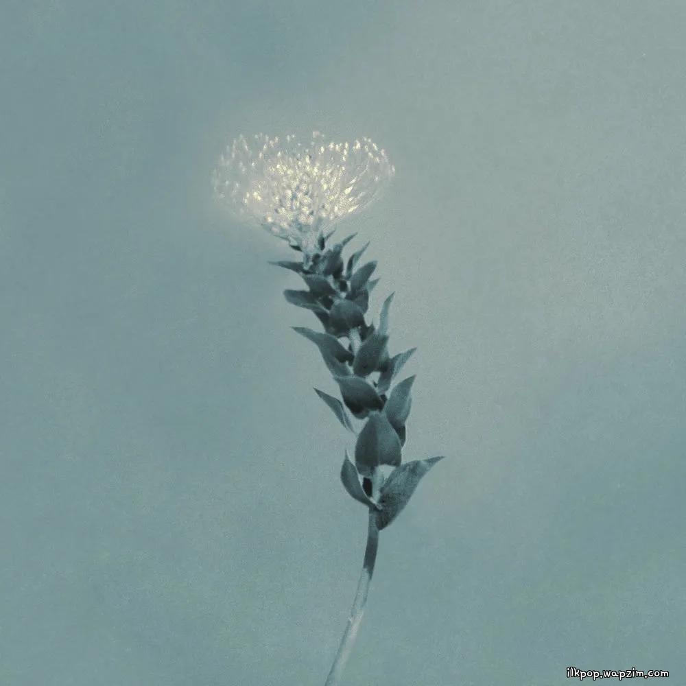 CNBLUE - 그러나 꽃이었다 (Still, a Flower) cover art on Wallkpop