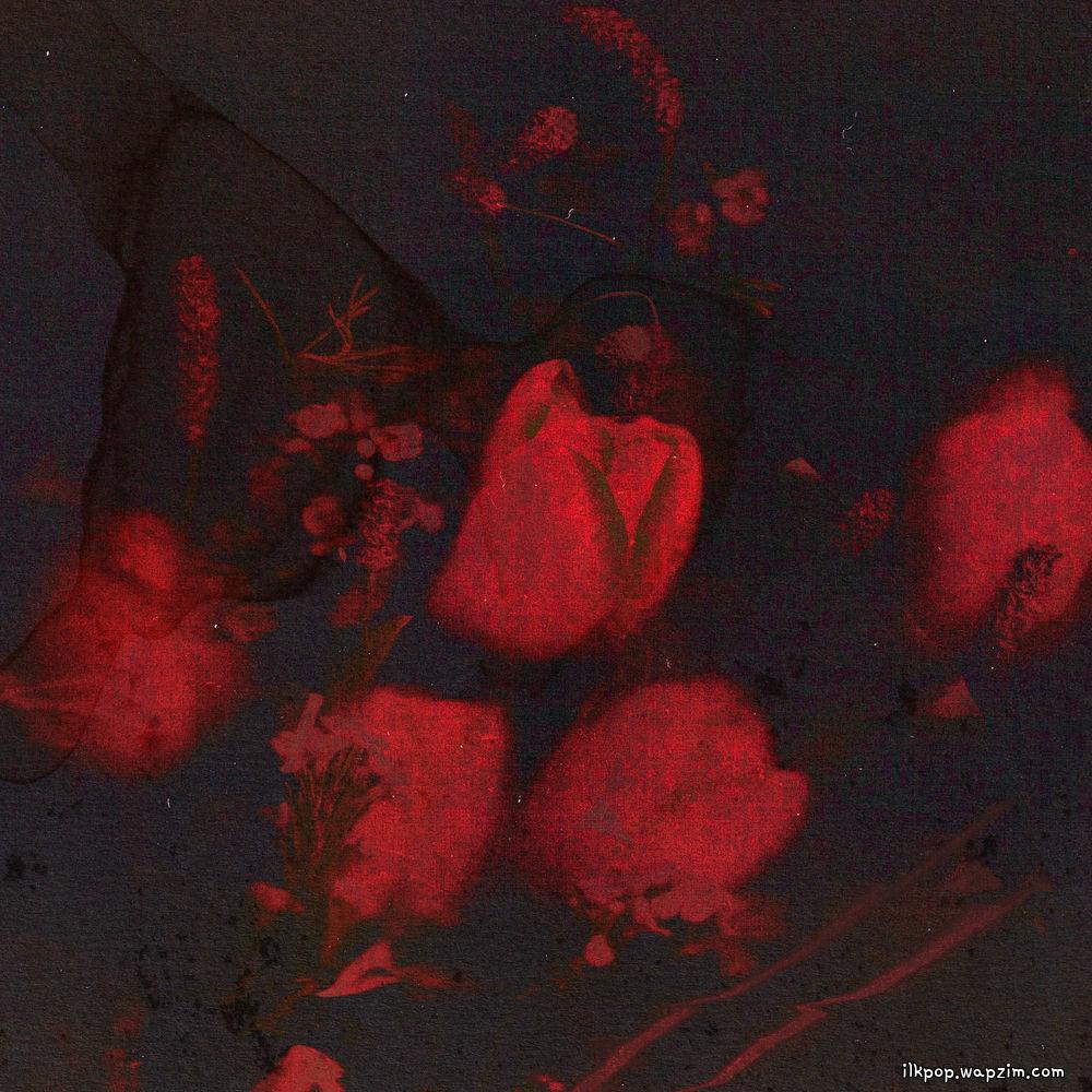 Kim Feel - Dry Flower cover art on Wallkpop