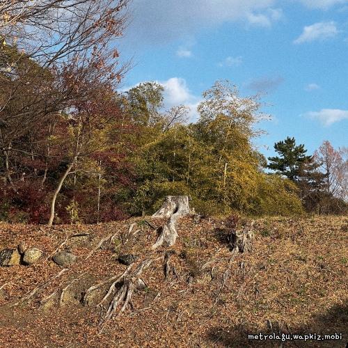Lanjoon - 나이테 (Tree Rings) cover art on Wallkpop