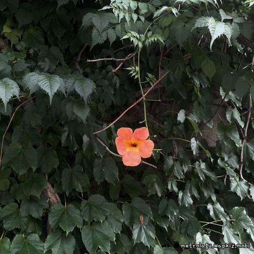 sangm1ee - everything has changed cover art on Wallkpop