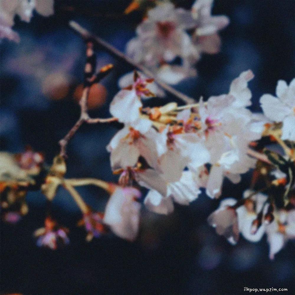 swing & CHOI - 낙화야행 落花夜行 (Night Walk Among Falling Petals) cover art on Wallkpop