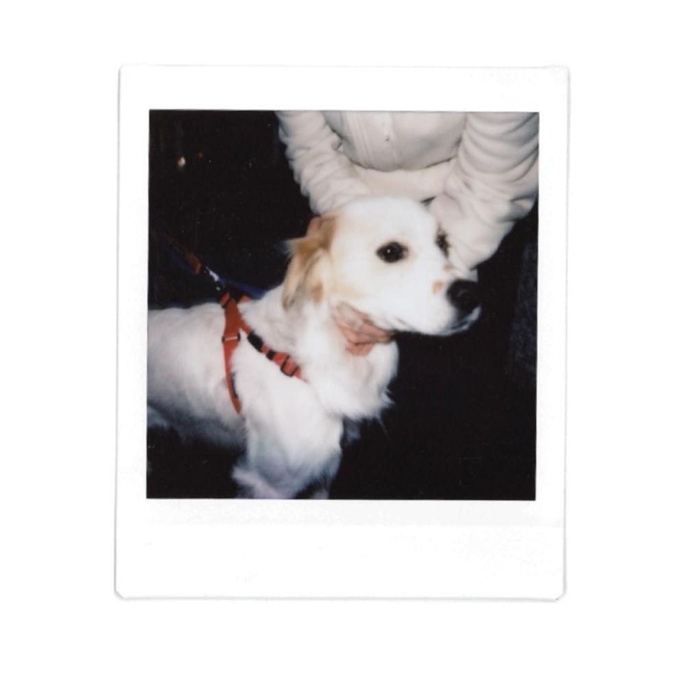 TWLV - GOODBOY SYNDROME cover art on Wallkpop