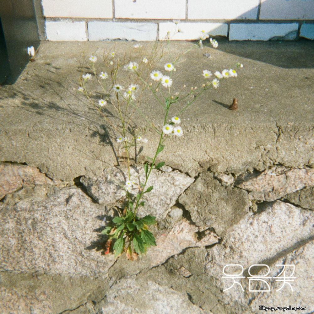 Wooden Lee - 웃음꽃 下 (Smiles Bloomed – Pt. 2) (feat. Jungreen) cover art on Wallkpop