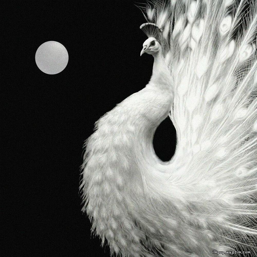 ZICO & Crush - Yin and Yang cover art on Wallkpop